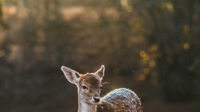Pesquisa eleitoral mostra cenário indefinido para eleições municipais