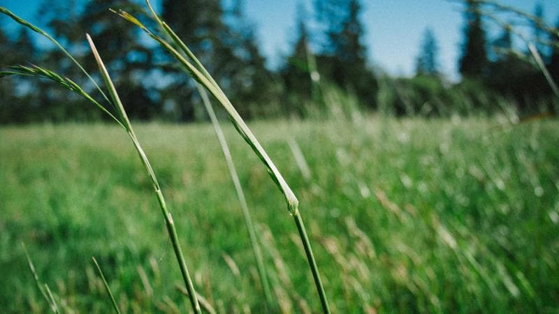 SpaceX e Brasil fecham acordo para internet via satélite em áreas rurais