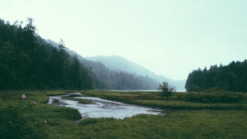 Cientistas brasileiros identificam nova espécie de dinossauro no Rio Grande do Sul